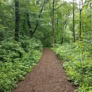 shot of as dirt path in a forest